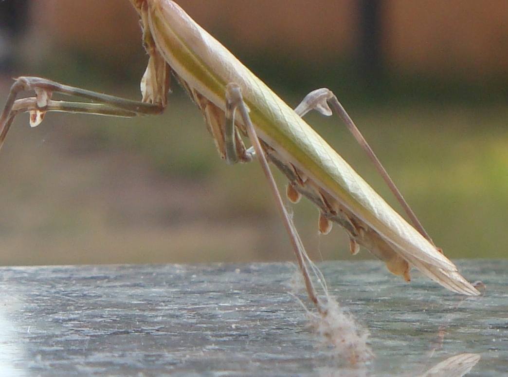 Empusa pennata (femmina)